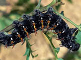 Gonimbrasia wahlbergii